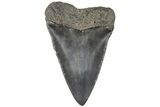Fossil Broad-Toothed Mako Tooth - South Carolina #204777-1